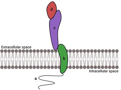 Altering Cell-Cell Interaction in Prenatal Alcohol Exposure Models: Insight on Cell-Adhesion Molecules During Brain Development